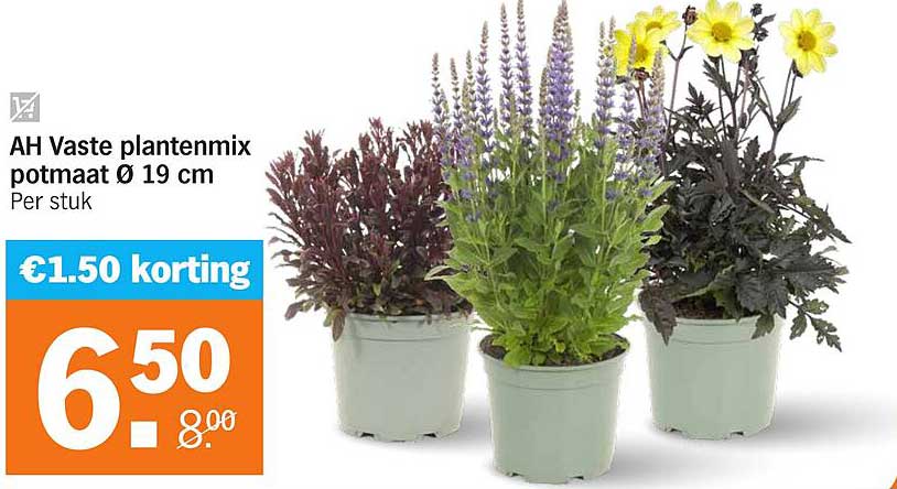 AH Vaste plantenmix potmaat Ø 19 cm