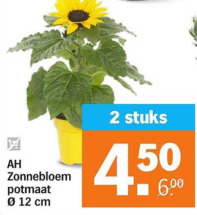 AH Zonnebloem potmaat Ø 12 cm