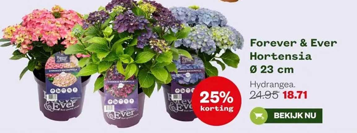 Forever & Ever Hortensia Ø 23 cm