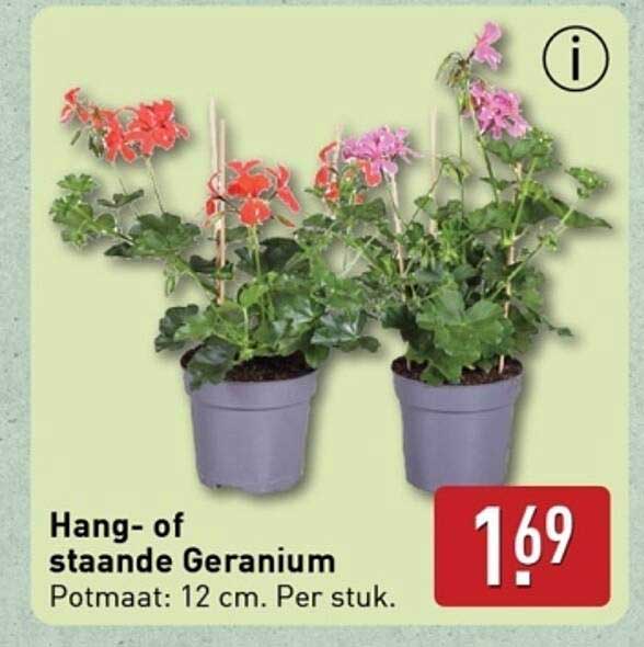 Hang- of staande Geranium