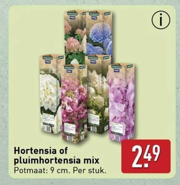 Hortensia of pluimhortensia mix