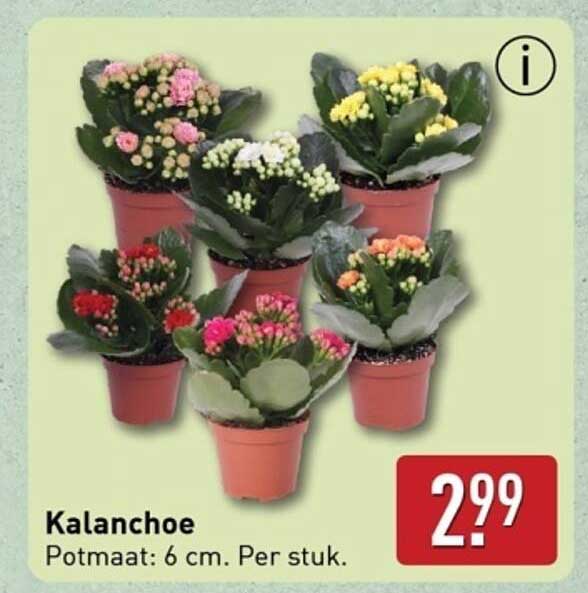 Kalanchoe