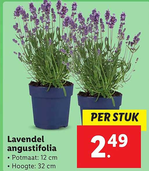 Lavendel angustifolia