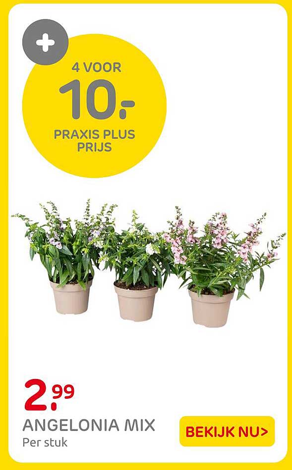 Angelonia mix Per stuk 4 voor 10,- Praxis plus prijs