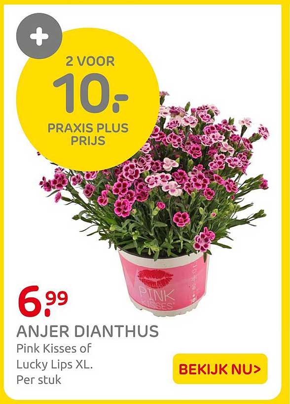 ANJER DIANTHUS Pink Kisses of Lucky Lips XL. Per stuk 2 VOOR 10,- PRAXIS PLUS PRIJS
