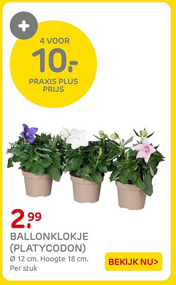 Ballonklokje (Platycodon) 4 voor 10,- Praxis plus prijs