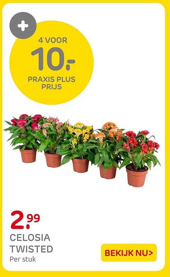 CELOSIA TWISTED 4 VOOR 10.- PRAXIS PLUS PRIJS