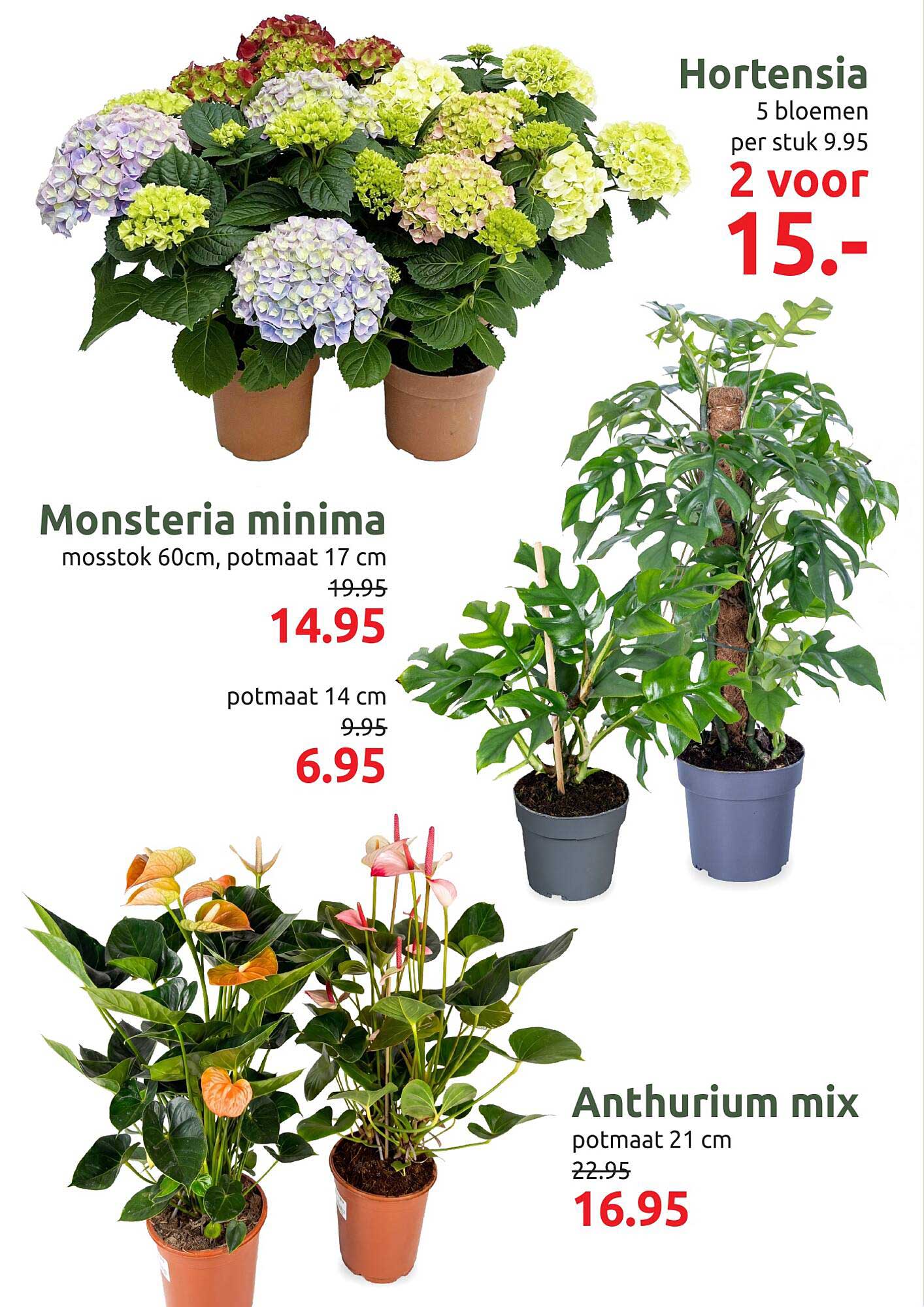 Hortensia