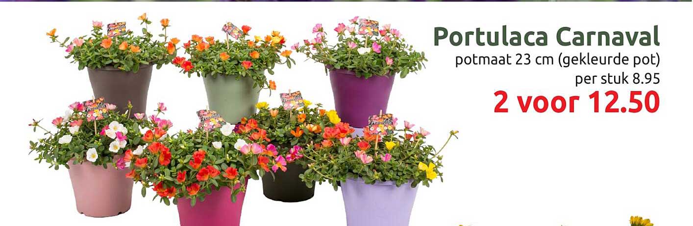 Portulaca Carnaval potmaat 23 cm (gekleurde pot) per stuk 8.95 2 voor 12.50