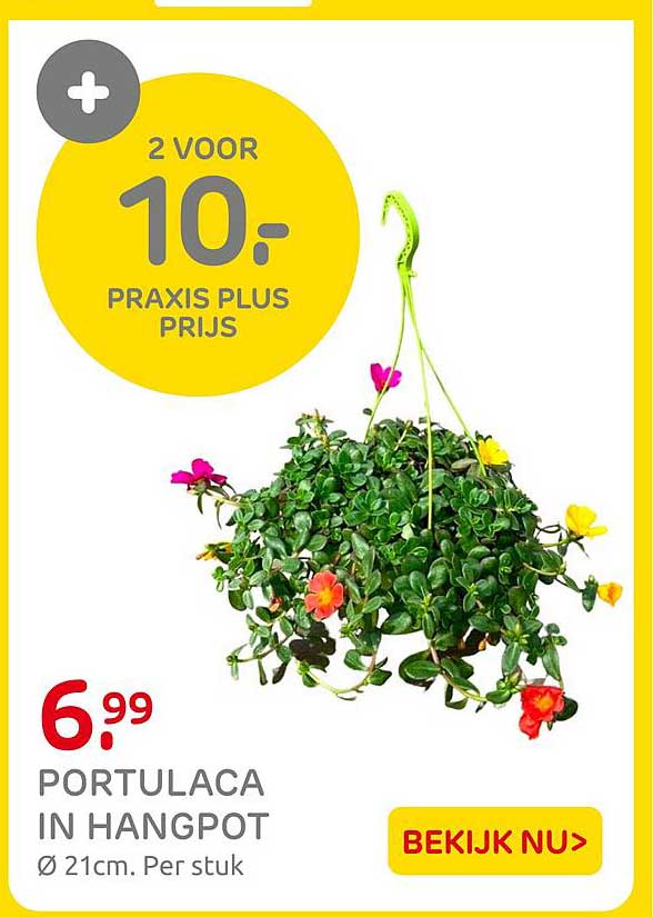 PORTULACA IN HANGPOT 2 VOOR 10.- PRAXIS PLUS PRIJS