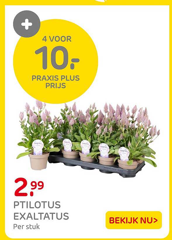 PTILOTUS EXALTATUS 4 voor 10,- PRAXIS PLUS PRIJS