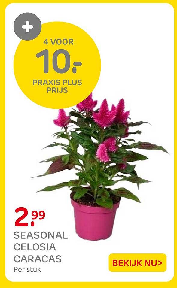 SEASONAL CELOSIA CARACAS