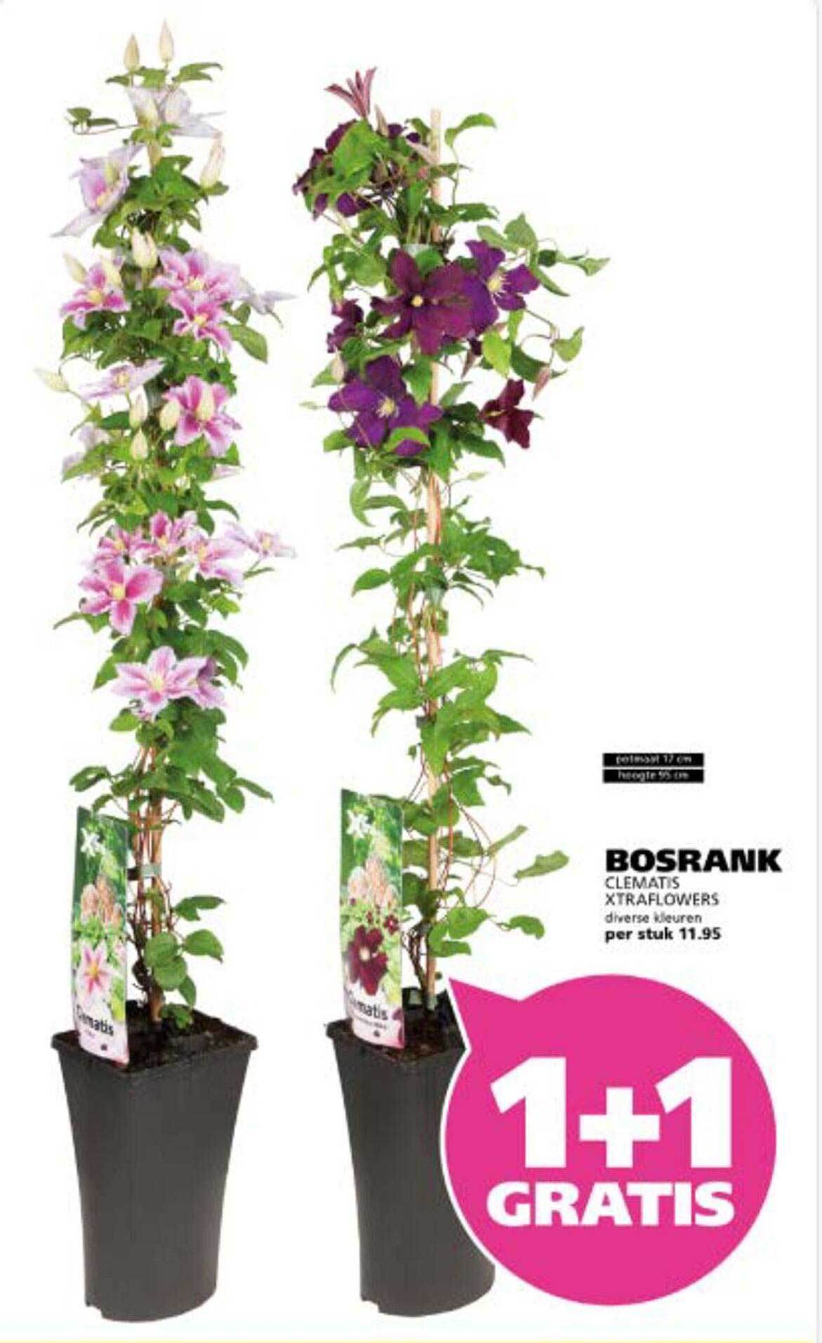 BOSRANK CLEMATIS XTRAFLOWERS diverse kleuren per stuk 11.95