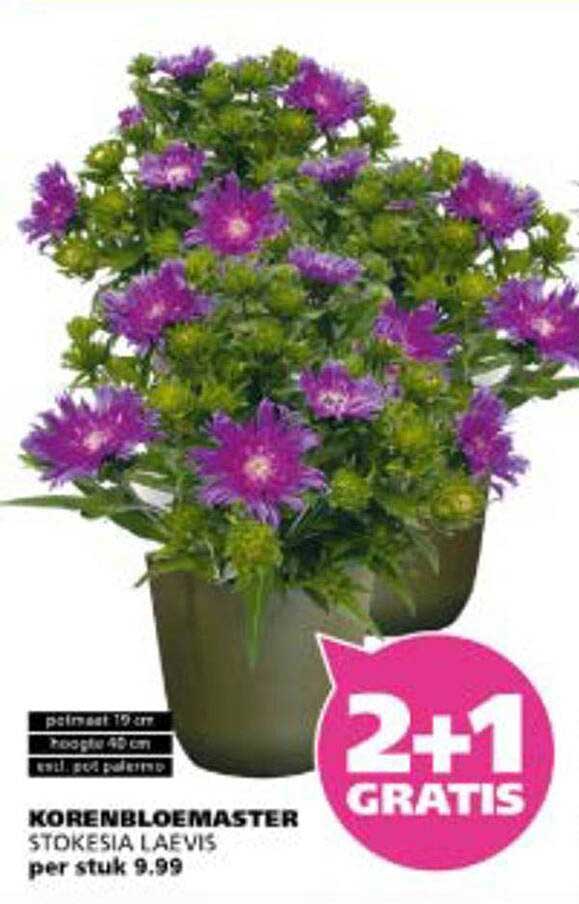 KORENBLOEMASTER STOKESIA LAEVIS per stuk 9.99