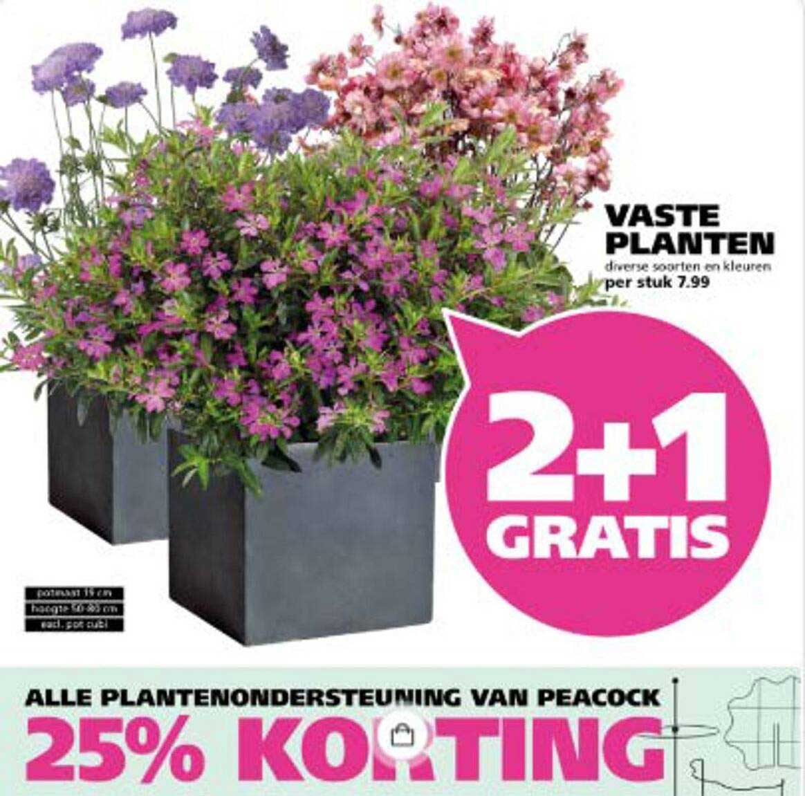 VASTE PLANTEN diverse soorten en kleuren per stuk 7.99