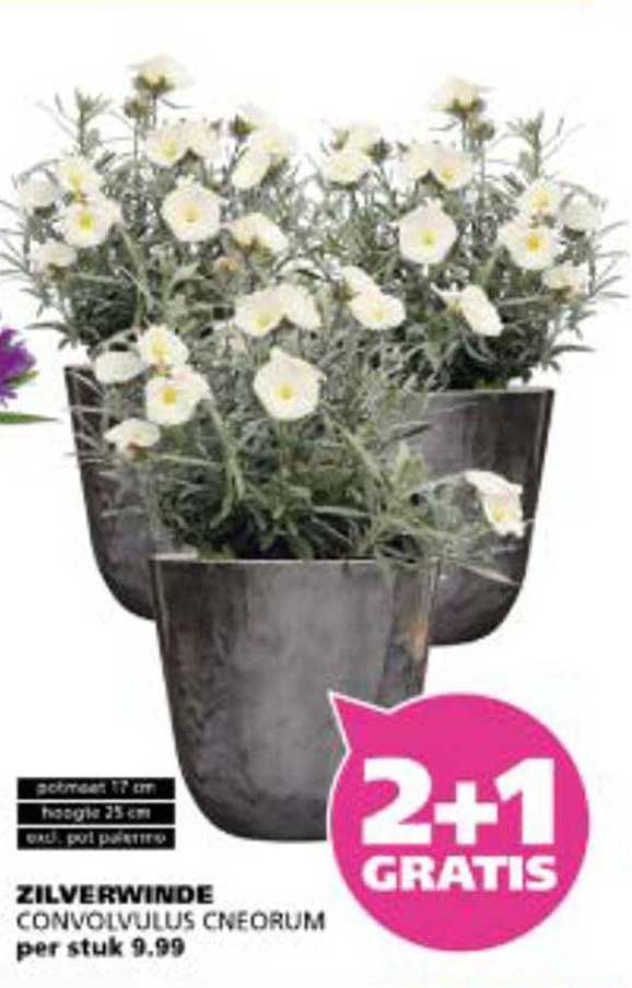 ZILVERWINDE CONVOLVULUS CNEORUM per stuk 9.99