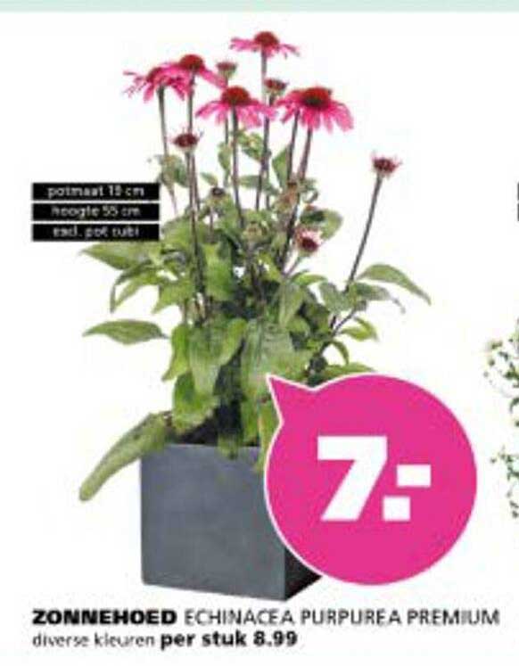 Zonnehoed Echinacea Purpurea Premium per stuk 8.99