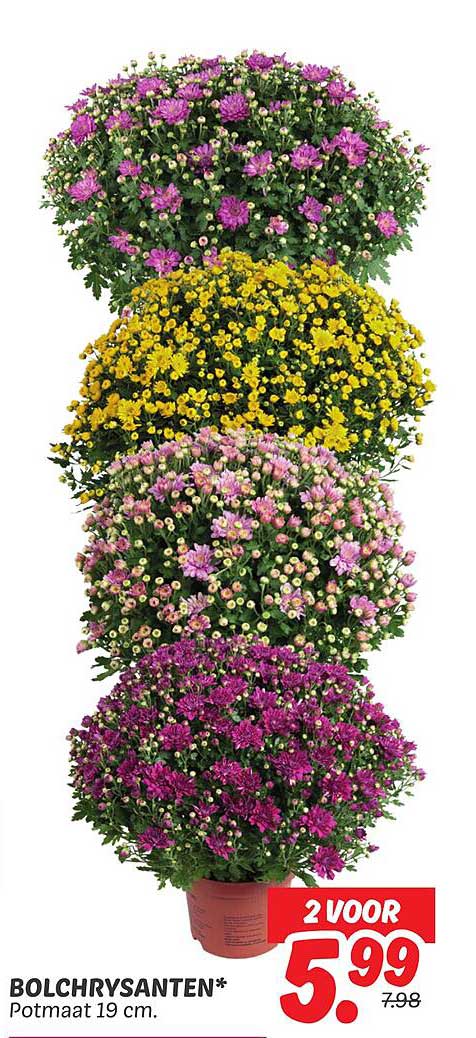 Bolchrysanten* Potmaat 19 cm.