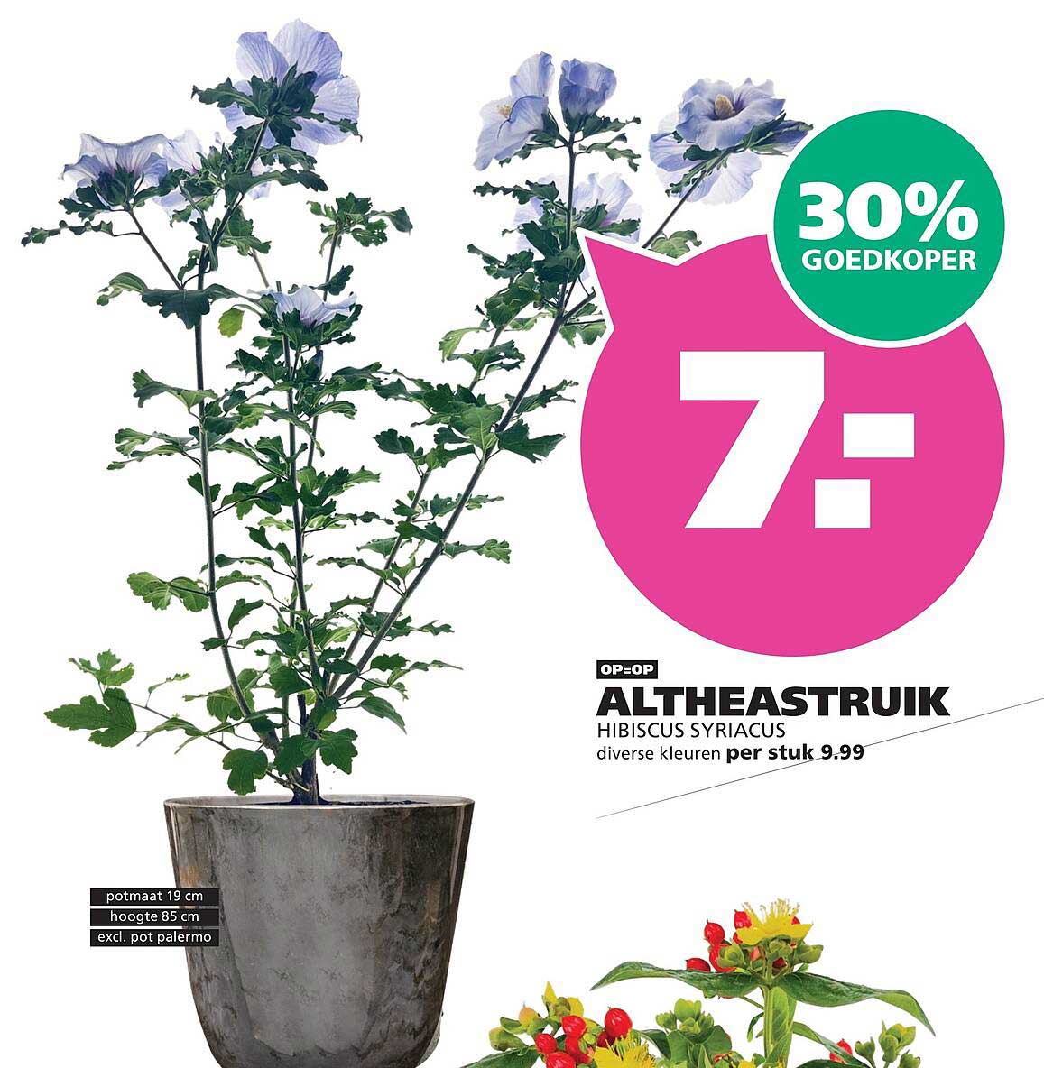 ALTHEASTRIUK HIBISCUS SYRIACUS diverse kleuren per stuk 9.99