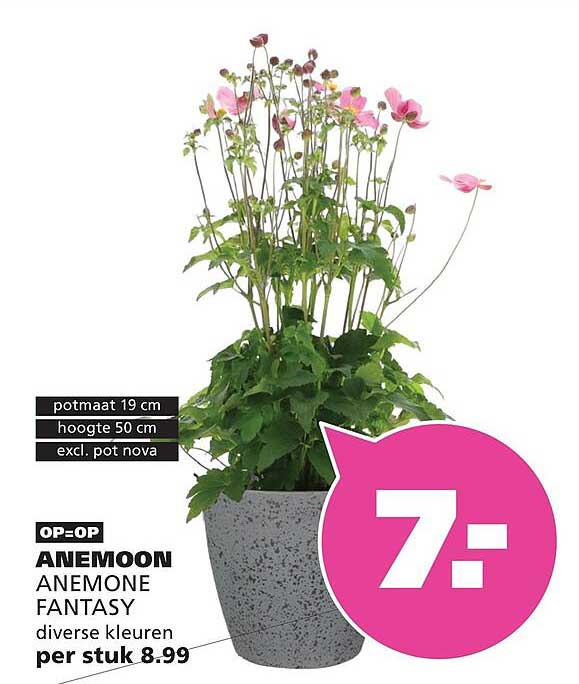ANEMOON ANEMONE FANTASY diverse kleuren per stuk 8.99