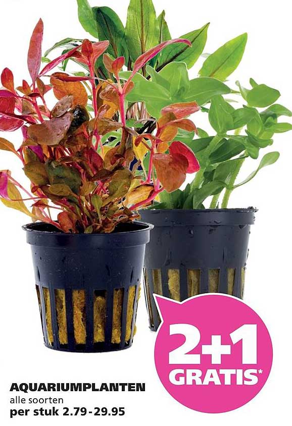 AQUARIUMPLANTEN alle soorten per stuk 2.79-29.95 2+1 GRATIS*