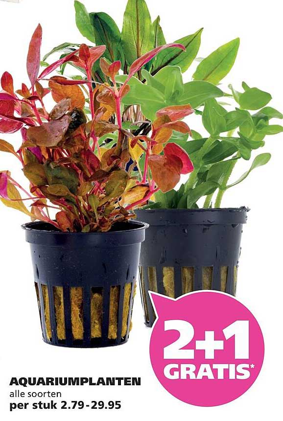 AQUARIUMPLANTEN alle soorten per stuk 2.79-29.95 2+1 GRATIS*