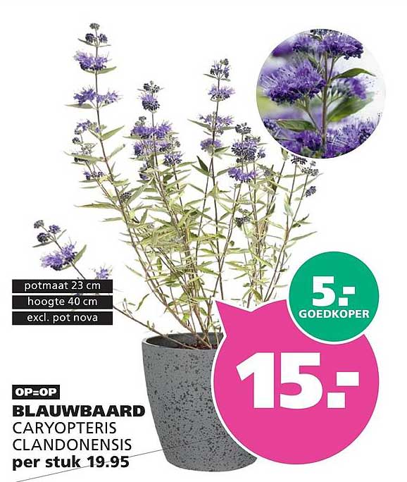 BLAUWBAARD CARYOPTERIS CLANDONENSIS per stuk 19.95 5.- GOEDKOPER