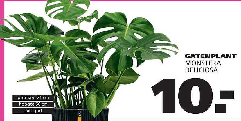 Gatenplant Monstera Deliciosa