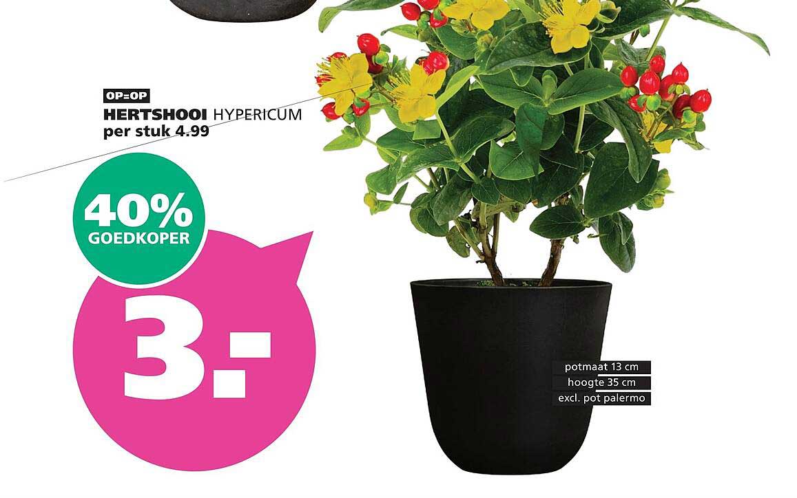 HERTSHOOR HYPERICUM per stuk 4.99