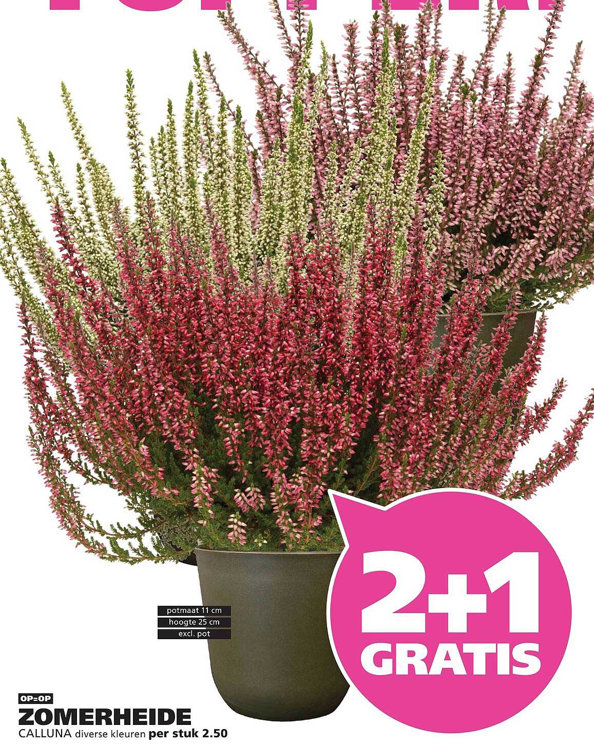 ZOMERHEIDE CALLUNA diverse kleuren per stuk 2.50 2+1 GRATIS