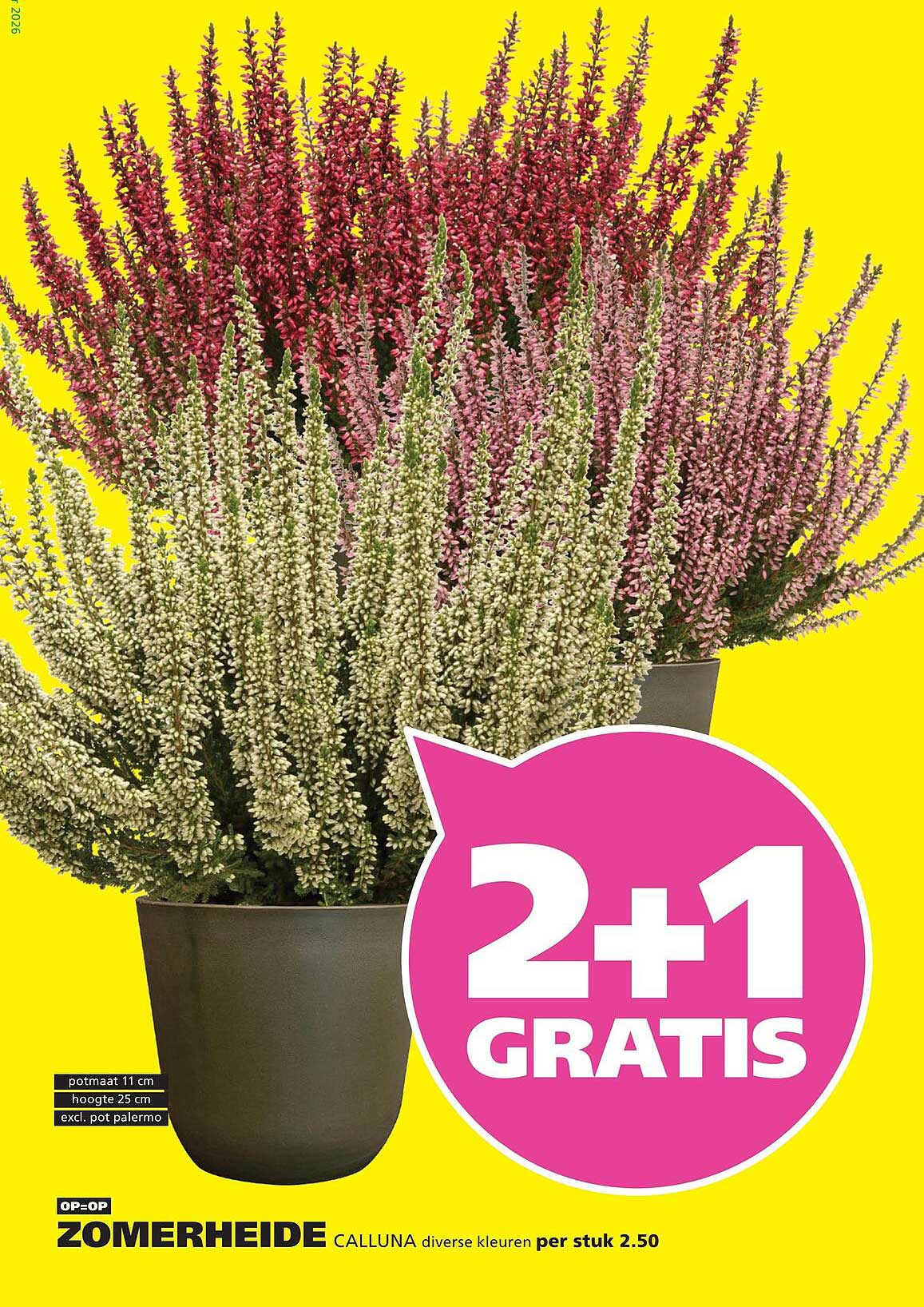 ZOMERHEIDE CALLUNA diverse kleuren per stuk 2.50 2+1 GRATIS