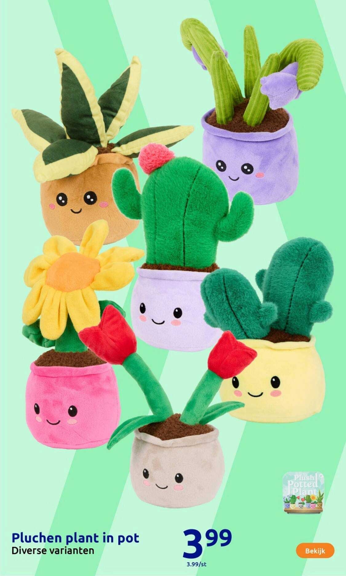 Pluchen plant in pot