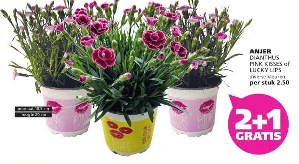 ANJER DIANTHUS PINK KISSES of LUCKY LIPS diverse kleuren per stuk 2.50