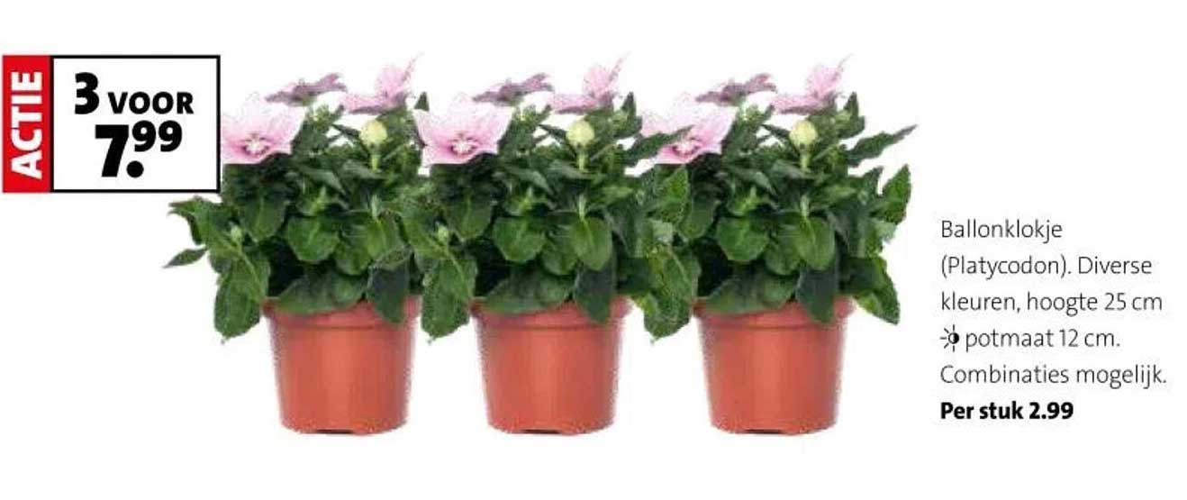 Ballonklokje (Platycodon). Diverse kleuren, hoogte 25 cm, potmaat 12 cm.