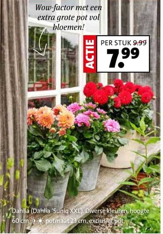 Dahlia (Dahlia 'Suniq XXL'). Diverse kleuren, hoogte 60 cm, potmaat 23 cm, exclusief pot.