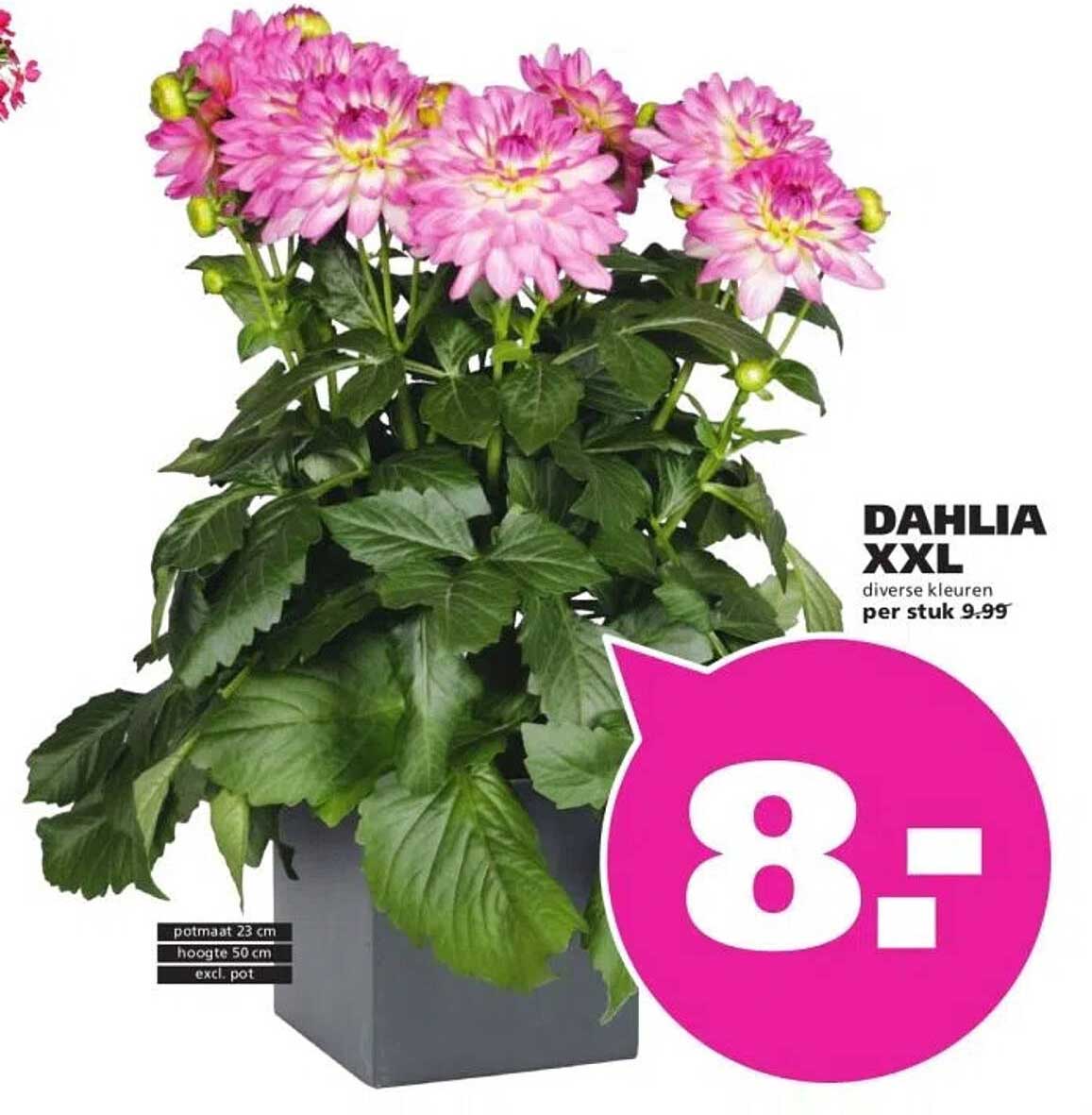 DAHLIA XXL