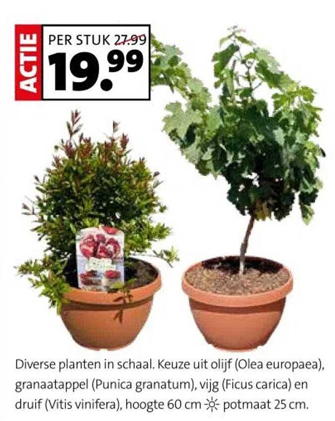Diverse planten in schaal.