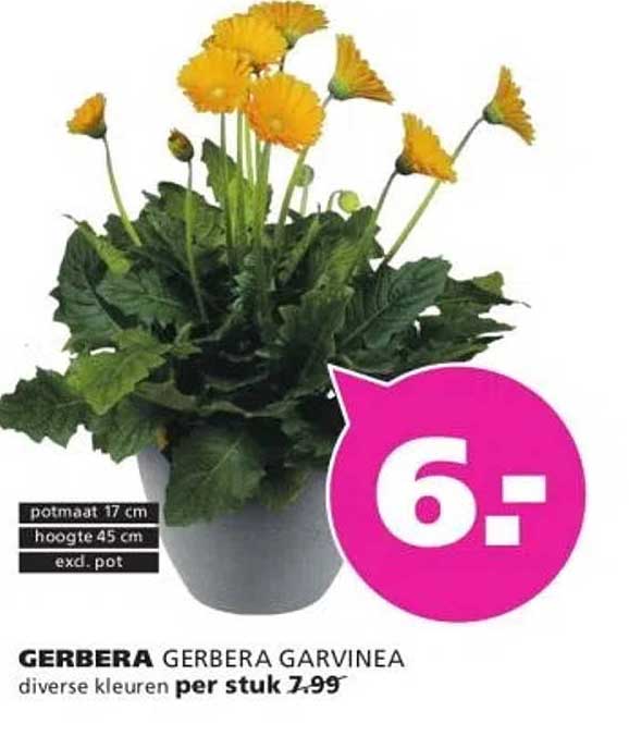 GERBERA GERBERA GARVINEA diverse kleuren per stuk 7.99