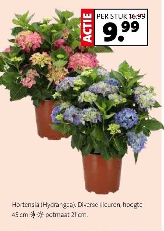 Hortensia (Hydrangea) - Actie per stuk: €9,99 (normale prijs €16,99)