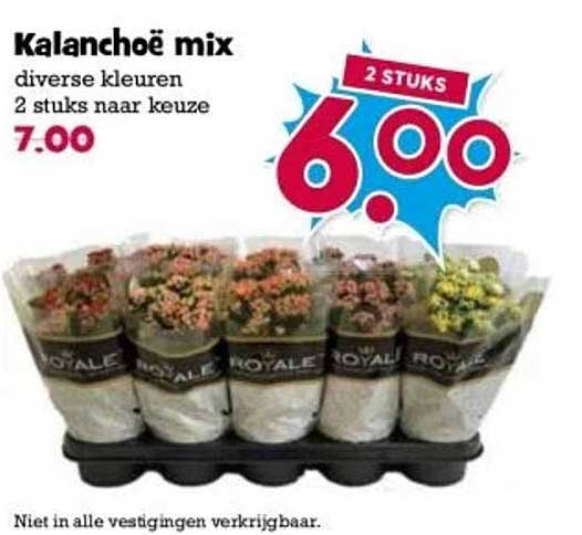 Kalanchöe mix