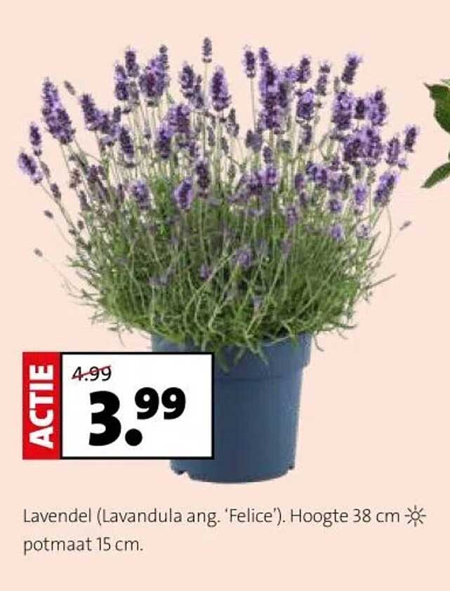 Lavendel (Lavandula ang. 'Felice')