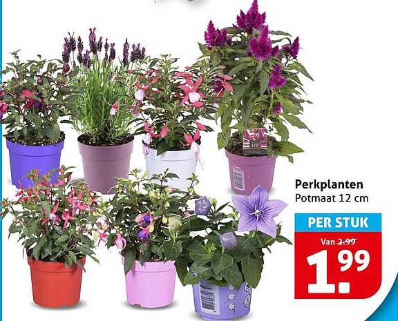 Perkplanten Potmaat 12 cm