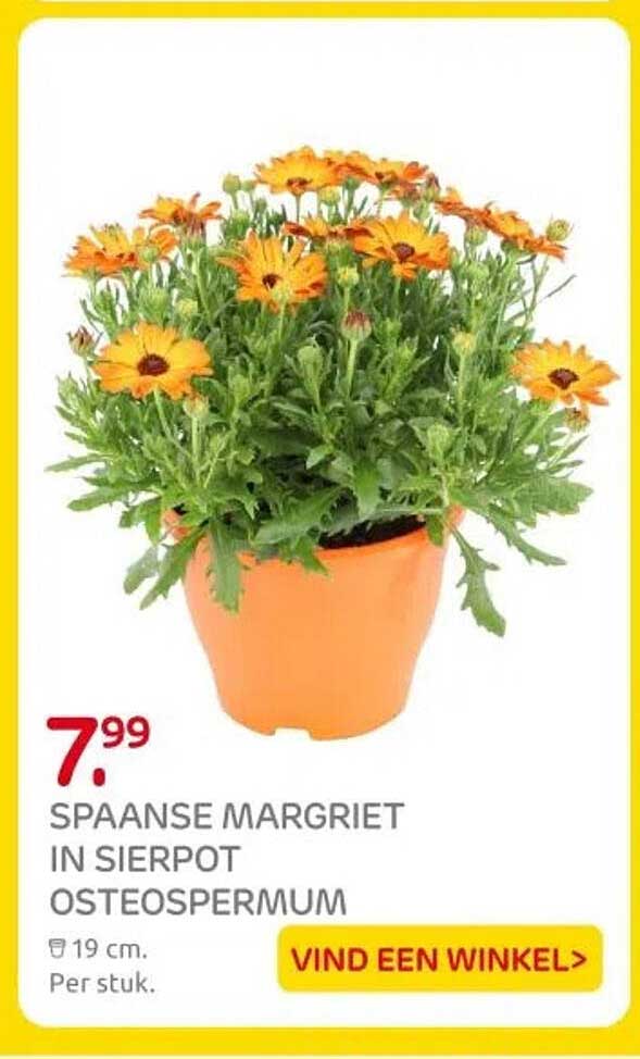 SPAANSE MARGRIET IN SIERPOT OSTEOSPERMUM