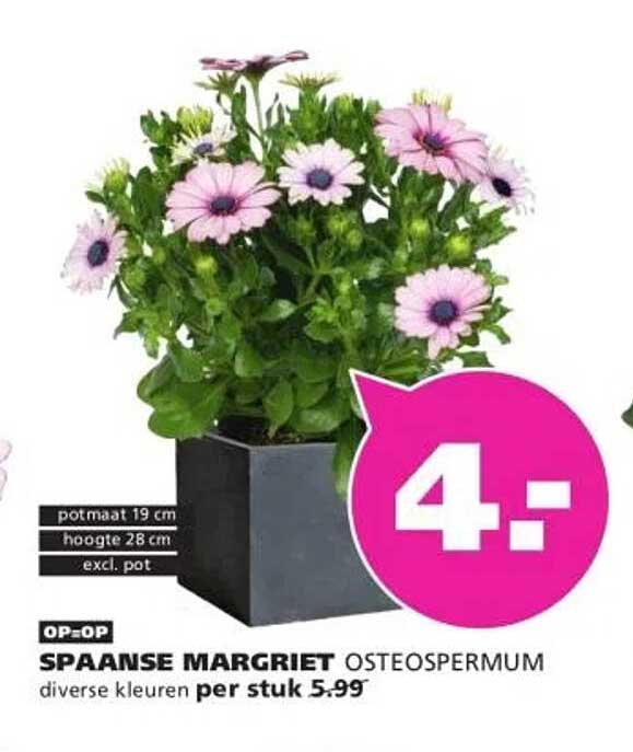 SPANSE MARGRIET OSTEOSPERMUM