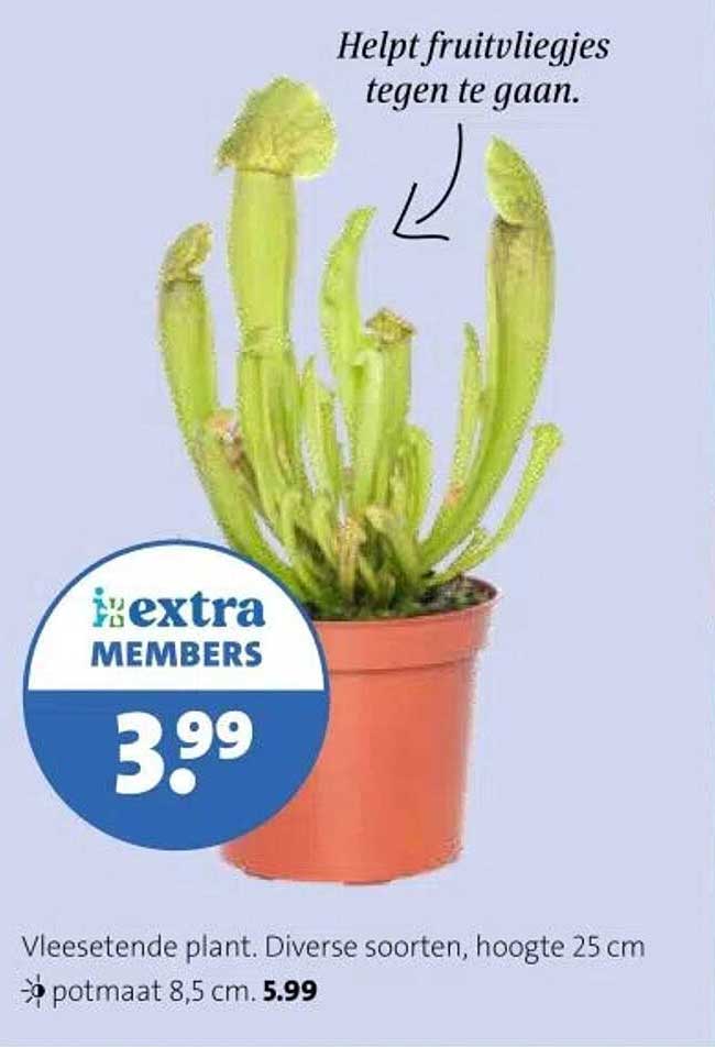 Vleesetende plant. Diverse soorten, hoogte 25 cm.