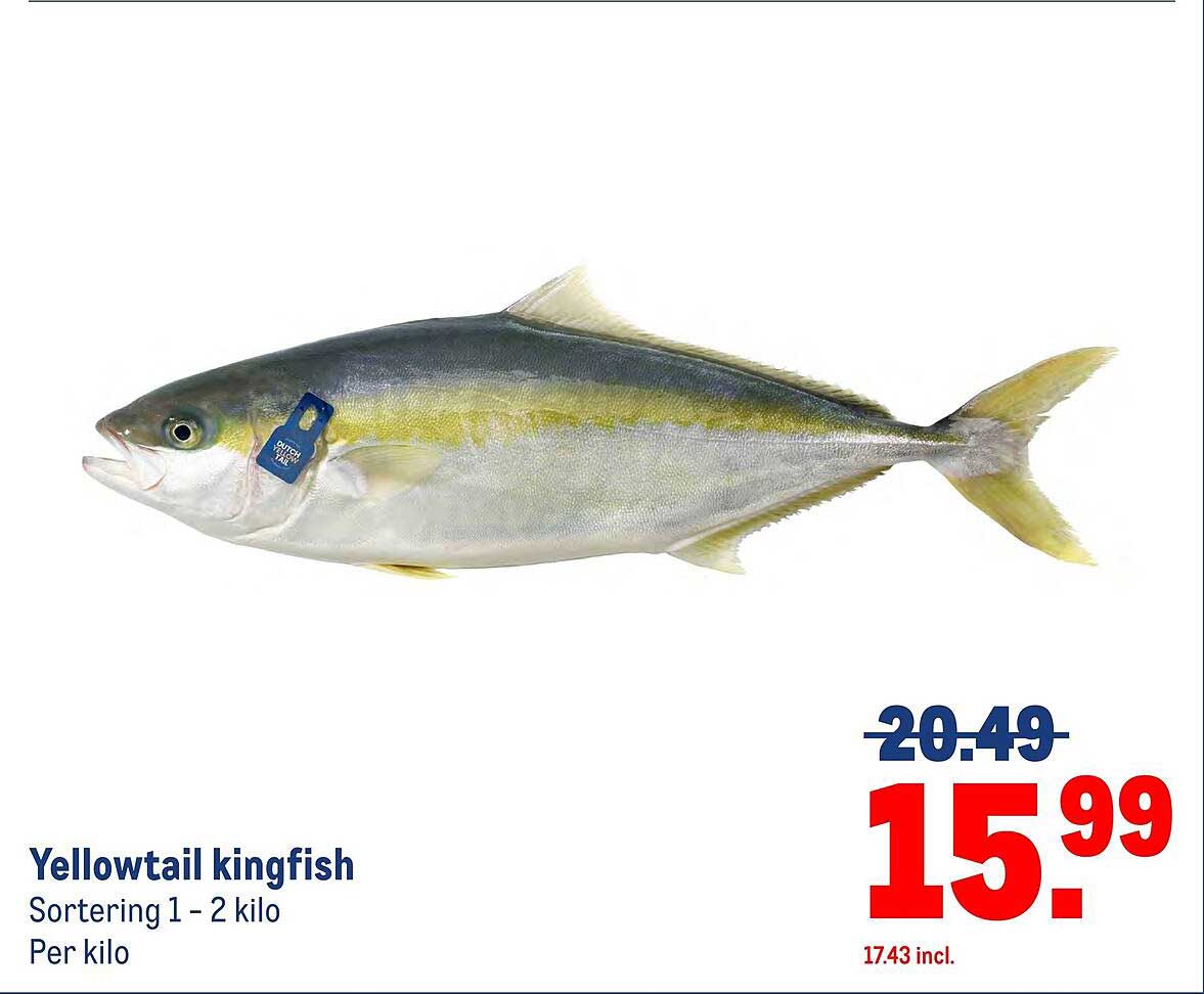 Yellowtail kingfish
