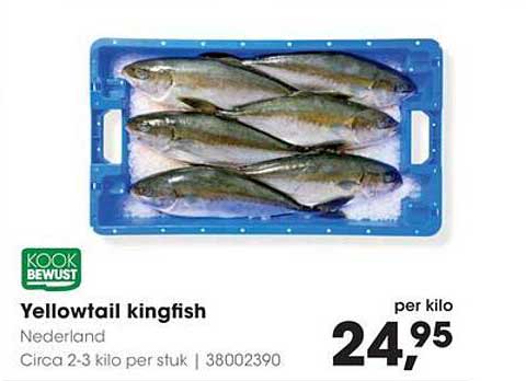 Yellowtail kingfish