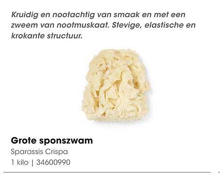 Grote sponszwam