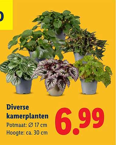 Diverse kamerplanten Potmaat: Ø 17 cm Hoogte: ca. 30 cm