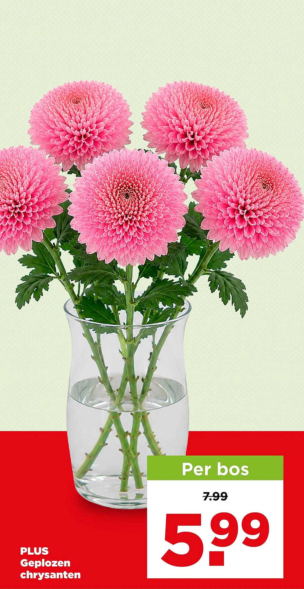 Geploozen chrysanten